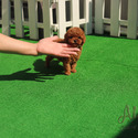 Micro Teacup Poodle Puppies For Sale - Teddy - a Poodle puppy