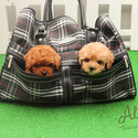 Micro Teacup Poodle Puppies For Sale - Teddy - a Poodle puppy