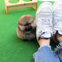 Teddy Bear Teacup Pomeranian Puppies For Sale - Tiramisu - a Pomeranian puppy