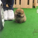 Teddy Bear Teacup Pomeranian Puppies For Sale - Tiramisu - a Pomeranian puppy