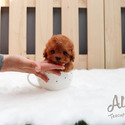 Teddy Bear Teacup Poodle Puppies For Sale - Hani - a Poodle puppy