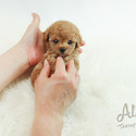 Teddy Bear Teacup Poodle Puppies For Sale - Cheese - a Poodle puppy