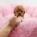 Teddy Bear Teacup Poodle Puppies For Sale - Cheese - a Poodle puppy