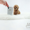 Teddy Bear Teacup Poodle Puppies For Sale - Cheese - a Poodle puppy