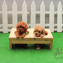 Teddy Bear Teacup Poodle Puppies For Sale - Teddy - a Poodle puppy