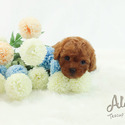 Teddy Bear Teacup Poodle Puppies For Sale - Teddy - a Poodle puppy