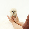 Mini Teacup Poodle Puppies For Sale - Tiffany - a Poodle puppy