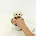 Mini Teacup Poodle Puppies For Sale - Tiffany - a Poodle puppy