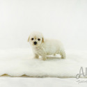 Mini Teacup Poodle Puppies For Sale - Tiffany - a Poodle puppy