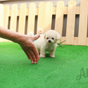 Mini Teacup Poodle Puppies For Sale - Tiffany - a Poodle puppy