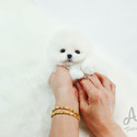 Mini Teacup Pomeranian For Sale - Marshmallow - a Pomeranian puppy