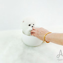 Mini Teacup Pomeranian For Sale - Marshmallow - a Pomeranian puppy