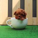 Mini Teacup Poodle Puppies For Sale - KitKat - a Poodle puppy