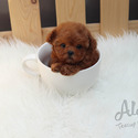 Mini Teacup Poodle Puppies For Sale - KitKat - a Poodle puppy