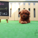 Mini Teacup Poodle Puppies For Sale - KitKat - a Poodle puppy