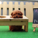 Mini Teacup Poodle Puppies For Sale - KitKat - a Poodle puppy