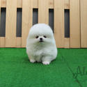 Mini Teacup Pomeranian For Sale - Gummy Bear - a Pomeranian puppy