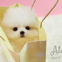 Mini Teacup Pomeranian For Sale - Gummy Bear - a Pomeranian puppy