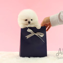 Mini Teacup Pomeranian For Sale - Gummy Bear - a Pomeranian puppy