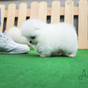 Mini Teacup Pomeranian For Sale - Gummy Bear - a Pomeranian puppy