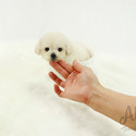 Mini Teacup Poodle Puppies For Sale - Tiffany - a Poodle puppy