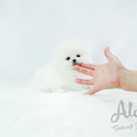 Mini Teacup Pomeranian For Sale - Marshmallow - a Pomeranian puppy