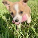 Ginger - a Pembroke Welsh Corgi puppy
