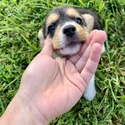Gemma - a Pembroke Welsh Corgi puppy