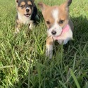 Gemma - a Pembroke Welsh Corgi puppy