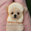 Toy Teacup Poodle Puppies For Sale - Tiffany - a Poodle puppy