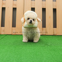 Toy Teacup Poodle Puppies For Sale - Tiffany - a Poodle puppy