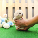 Toy Teacup Poodle Puppies For Sale - Tiffany - a Poodle puppy