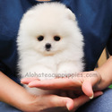 Toy Teacup Pomeranian Puppies For Sale - Marshmallow - a Pomeranian puppy