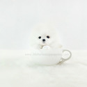 Toy Teacup Pomeranian Puppies For Sale - Marshmallow - a Pomeranian puppy