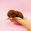 Toy Teacup Poodle Puppies For Sale - Cookie - a Poodle puppy