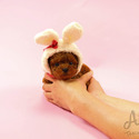 Toy Teacup Poodle Puppies For Sale - Cookie - a Poodle puppy