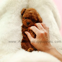 Toy Teacup Poodle Puppies For Sale - Cookie - a Poodle puppy