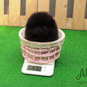 Toy Teacup Pomeranian Puppies For Sale - Oreo - a Pomeranian puppy