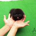 Toy Teacup Pomeranian Puppies For Sale - Oreo - a Pomeranian puppy