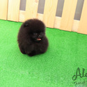 Toy Teacup Pomeranian Puppies For Sale - Oreo - a Pomeranian puppy