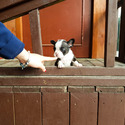 Toy Teacup French Puppies For Sale - Megan - a French Bulldog puppy