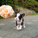 Toy Teacup French Puppies For Sale - Megan - a French Bulldog puppy