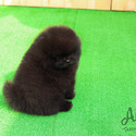 Mini Teacup Pomeranian Puppies For Sale - Oreo - a Pomeranian puppy