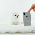 Micro Teacup Pomeranian Puppies For Sale - Marshmallow - a Pomeranian puppy