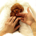 Micro Teacup Poodle Puppies For Sale - Cookie - a Poodle puppy