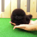 Micro Teacup Pomeranian Puppies For Sale - Oreo - a Pomeranian puppy