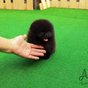 Micro Teacup Pomeranian Puppies For Sale - Oreo - a Pomeranian puppy