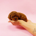 Mini Teacup Poodle Puppies For Sale - Cookie - a Poodle puppy
