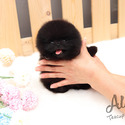 Mini Teacup Pomeranian Puppies For Sale - Oreo - a Pomeranian puppy