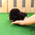 Mini Teacup Pomeranian Puppies For Sale - Oreo - a Pomeranian puppy